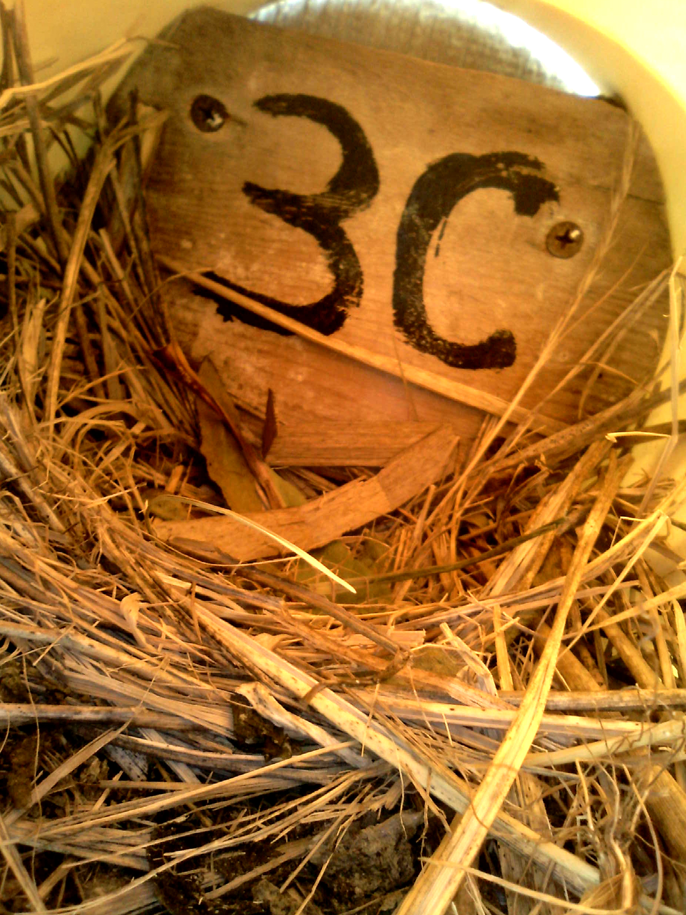 OPAS 3C
